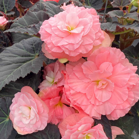 Begonia Plant 'Non Stop Mocca Light Pink Shades'