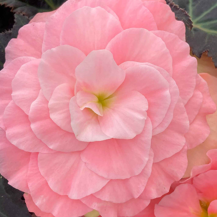 Begonia Plant 'Non Stop Mocca Light Pink Shades'