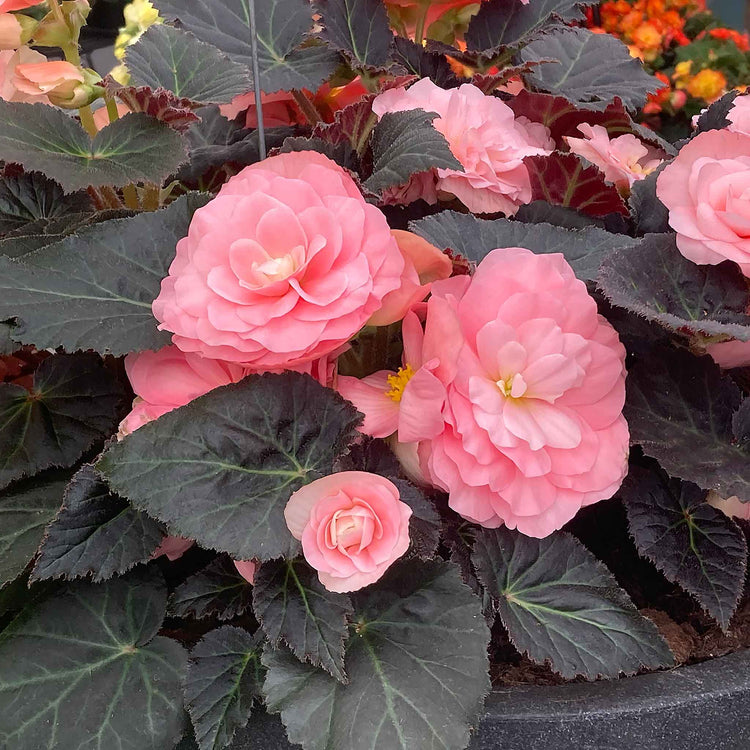 Begonia Plant 'Non Stop Mocca Light Pink Shades'