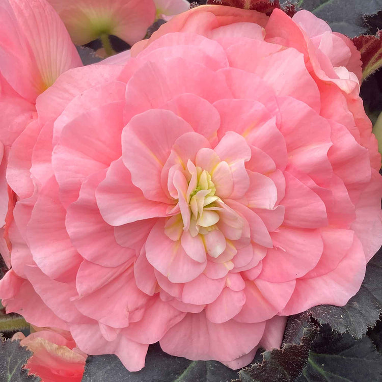 Begonia Plant 'Non Stop Mocca Light Pink Shades'