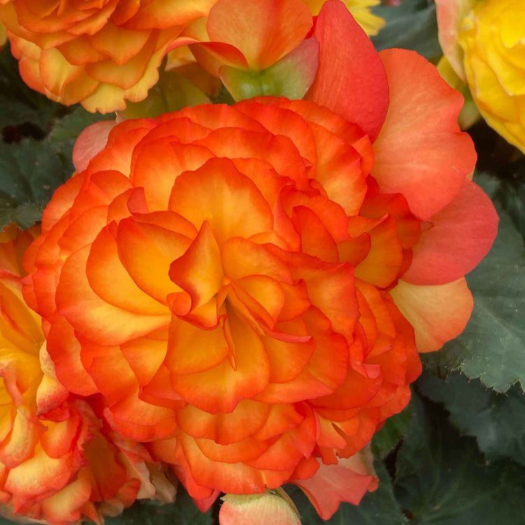 Begonia Plant 'Non Stop Flame'