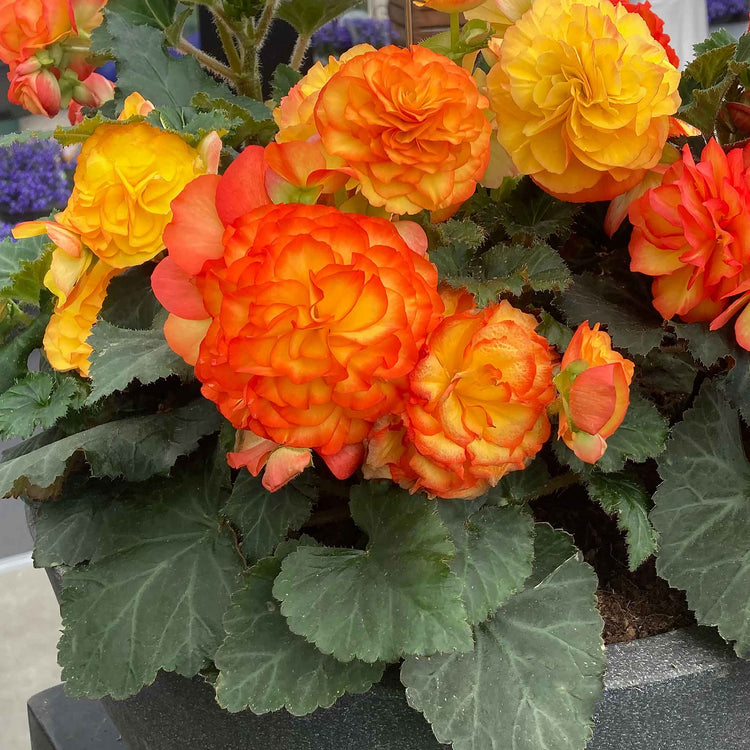 Begonia Plant 'Non Stop Flame'