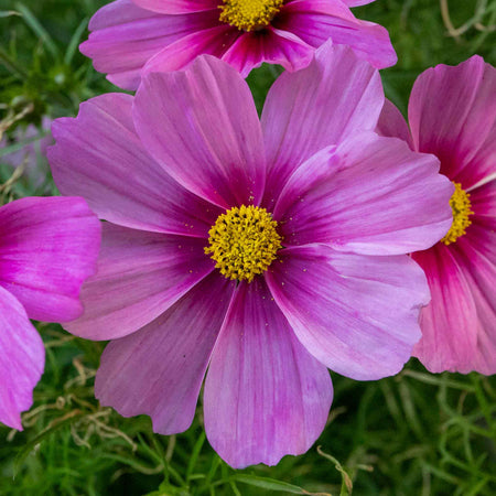 Cosmos Plant 'Apollo Rose with Eye'