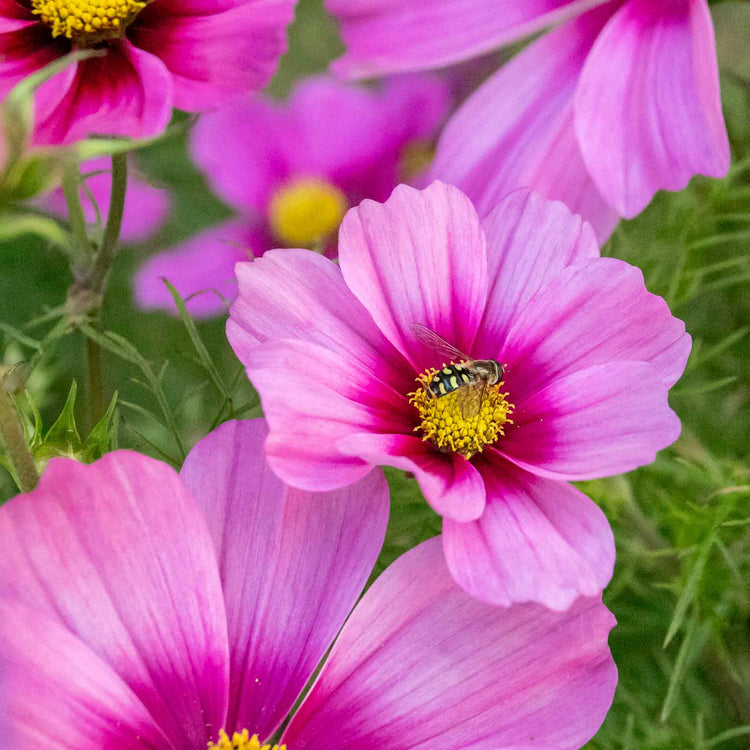 Cosmos Plant 'Apollo Rose with Eye'