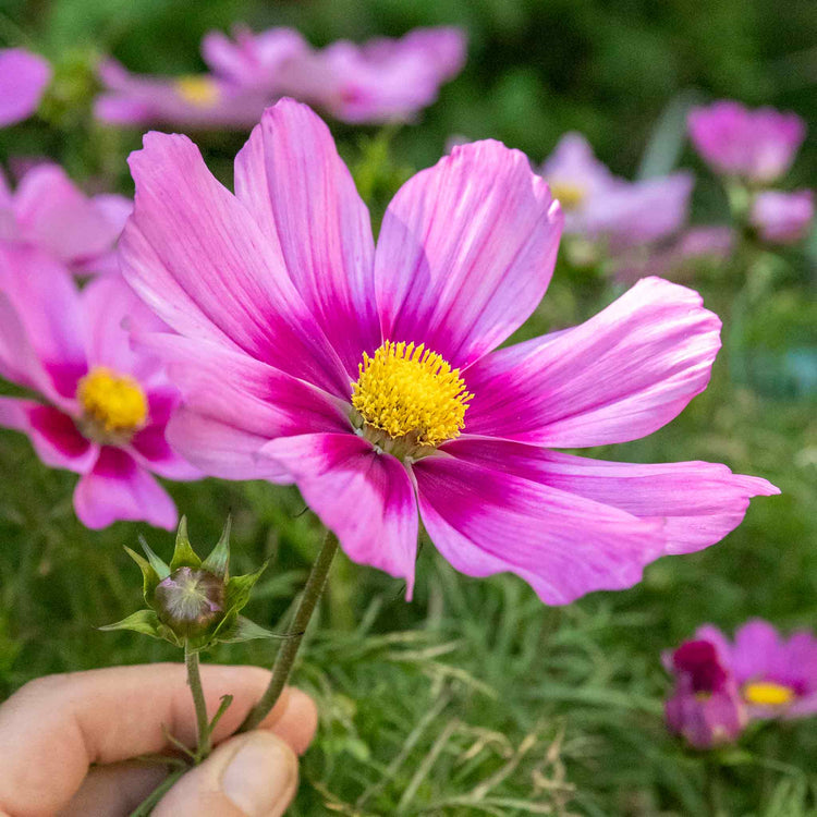 Cosmos Plant 'Apollo Rose with Eye'