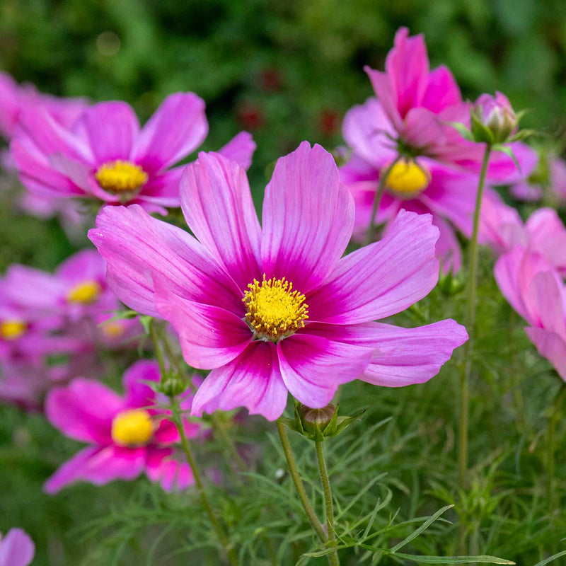 Cosmos Plant 'Apollo Rose with Eye'