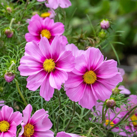 Cosmos Plant 'Apollo Rose with Eye'