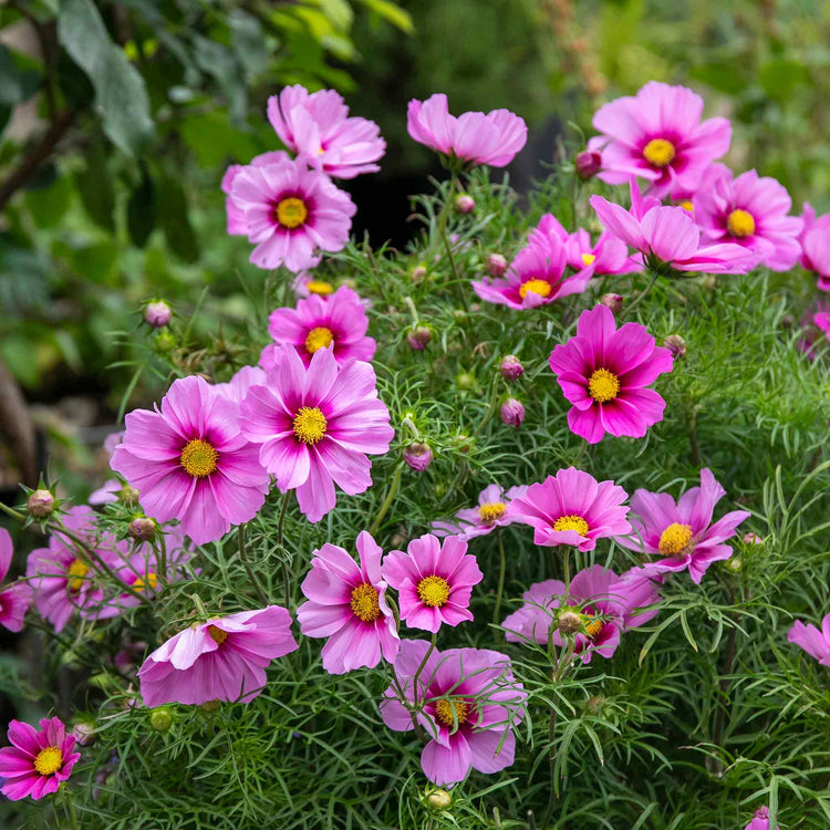 Cosmos Plant 'Apollo Rose with Eye'