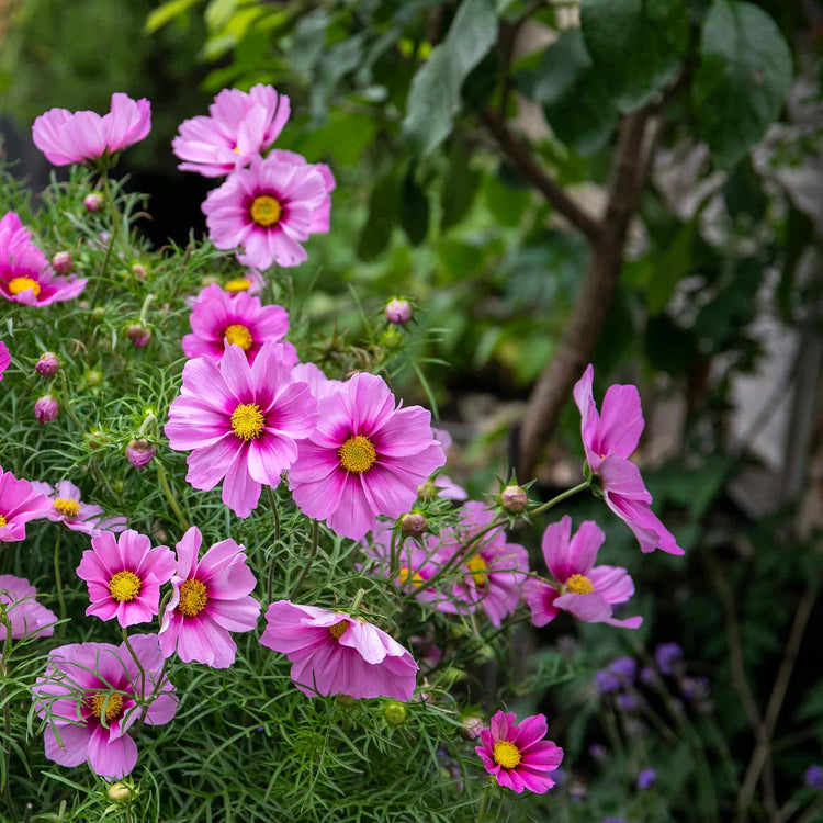 Cosmos Plant 'Apollo Rose with Eye'