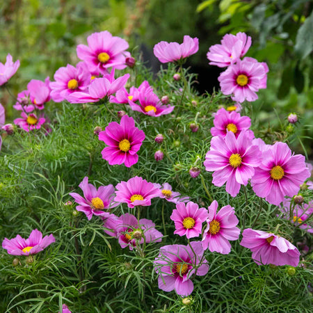 Cosmos Plant 'Apollo Rose with Eye'