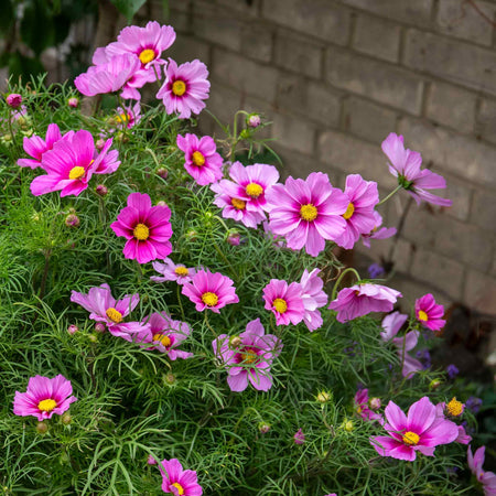 Cosmos Plant 'Apollo Rose with Eye'