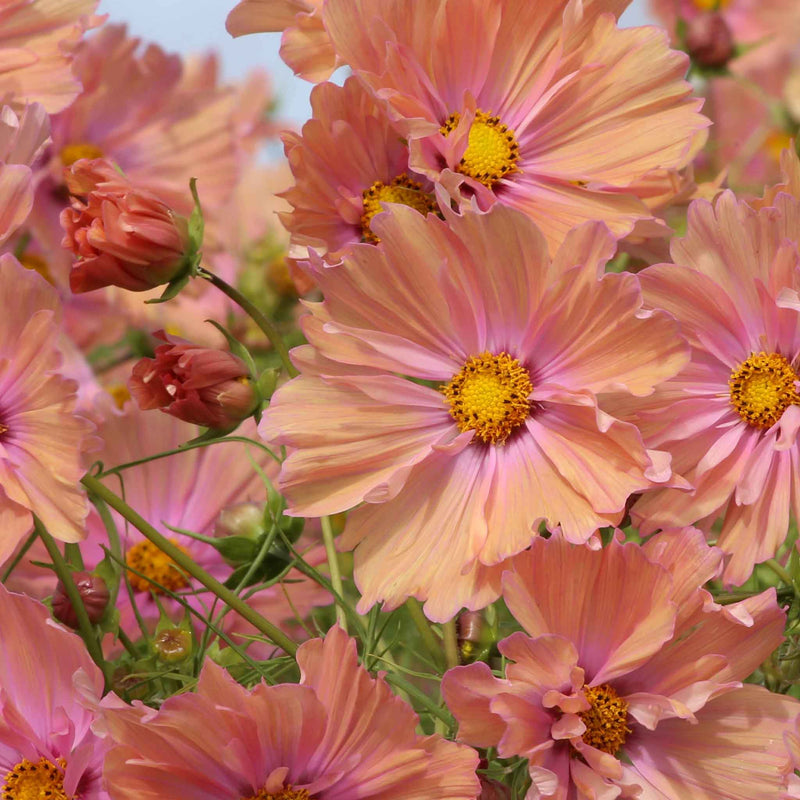 Cosmos Plant 'Apricotta'