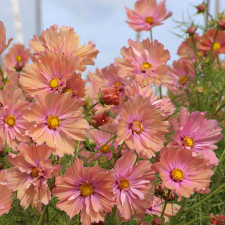 Cosmos Plant 'Apricotta'