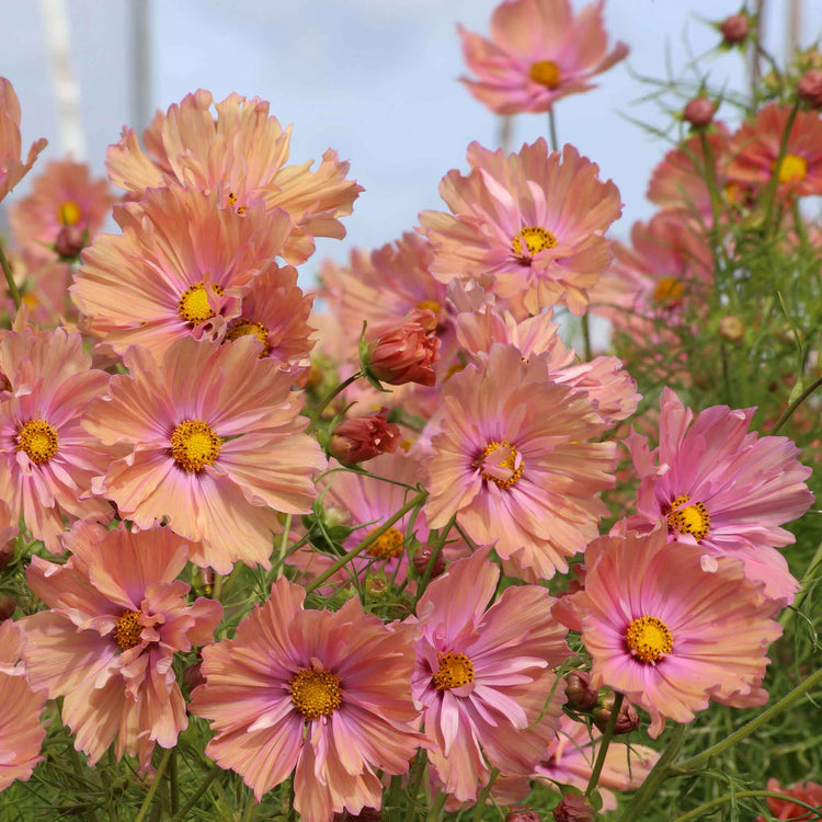 Cosmos Plant 'Apricotta'