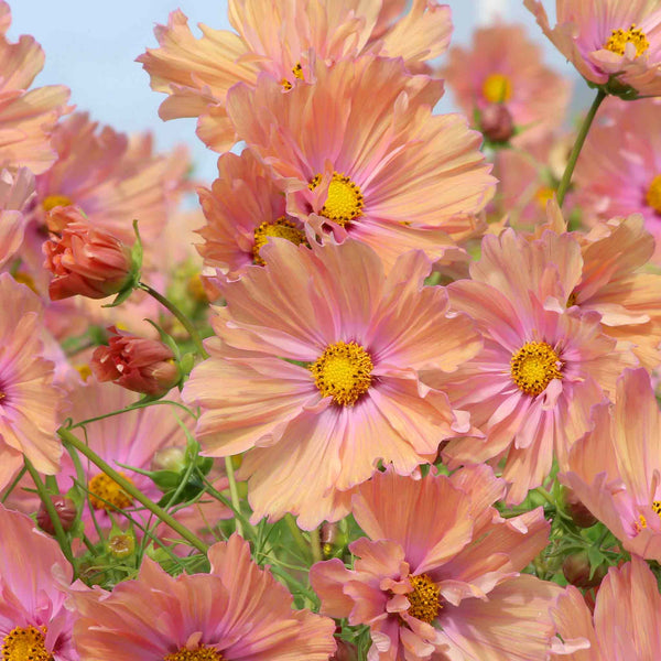 Cosmos Plant 'Apricotta'