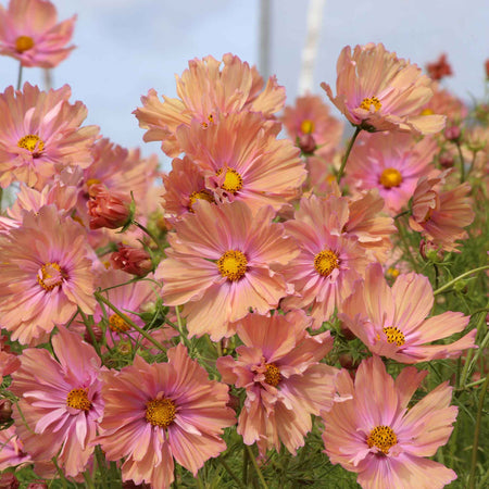 Cosmos Plant 'Apricotta'