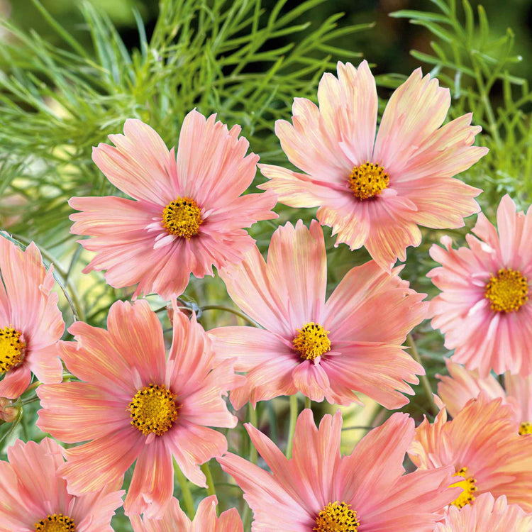 Cosmos Plant 'Apricotta'