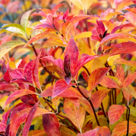 Hydrangea Plant 'Runaway Bride'