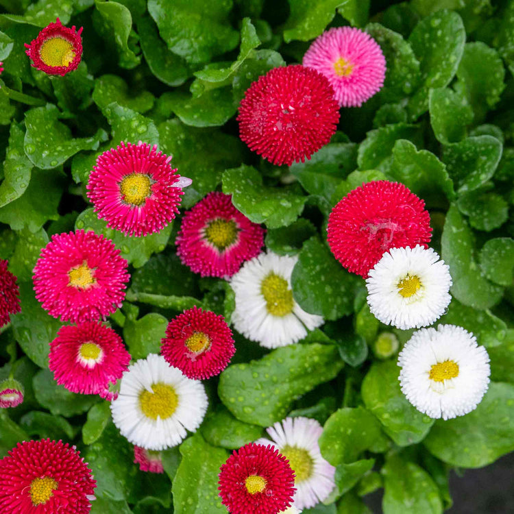 Bellis Plant 'Bellissima Mix'