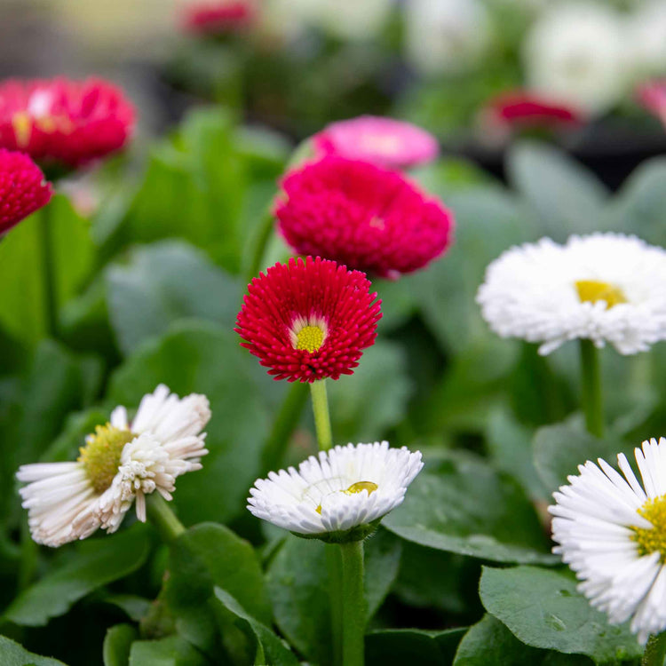 Bellis Plant 'Bellissima Mix'