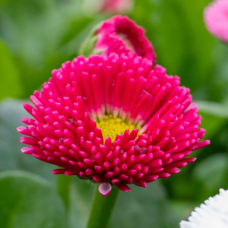 Bellis Plant 'Bellissima Mix'