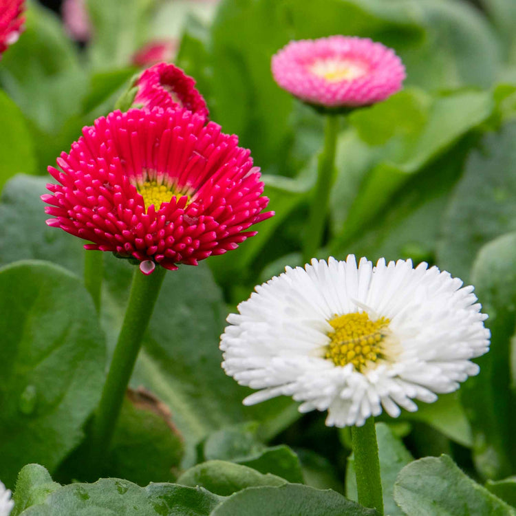 Bellis Plant 'Bellissima Mix'