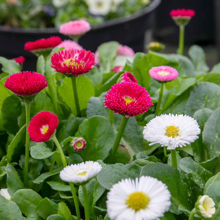 Bellis Plant 'Bellissima Mix'