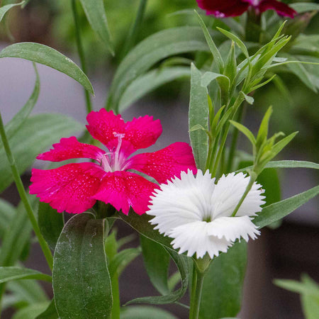 Carnation Plant 'Festival Mix'