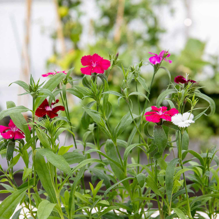 Carnation Plant 'Festival Mix'