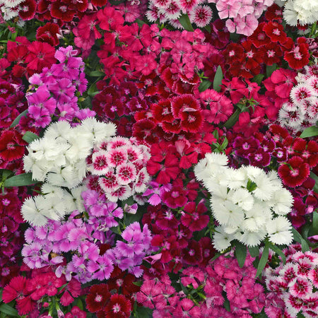Carnation 'Festival Mix' F1
