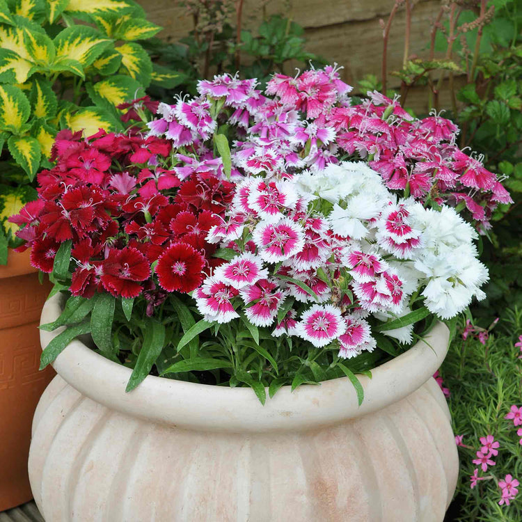 dianthus potting mix Carnation Plant 'Festival Mix'