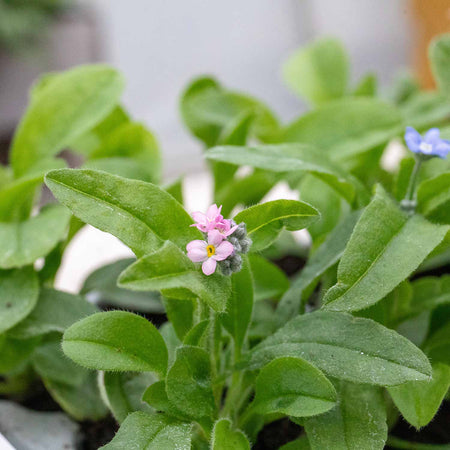 Myosotis Plant 'Mon Amie Mixed'