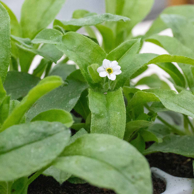 Myosotis Plant 'Mon Amie Mixed'