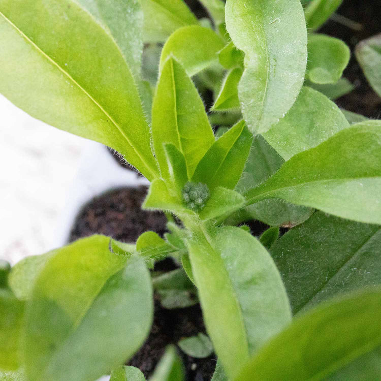 Myosotis Plant 'Mon Amie Mixed'