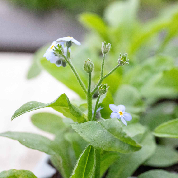 Forget Me Not Plant 'Mon Amie Mixed'