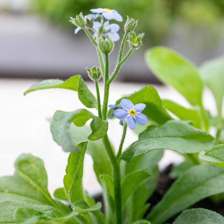 Forget Me Not Plant 'Mon Amie Mixed'