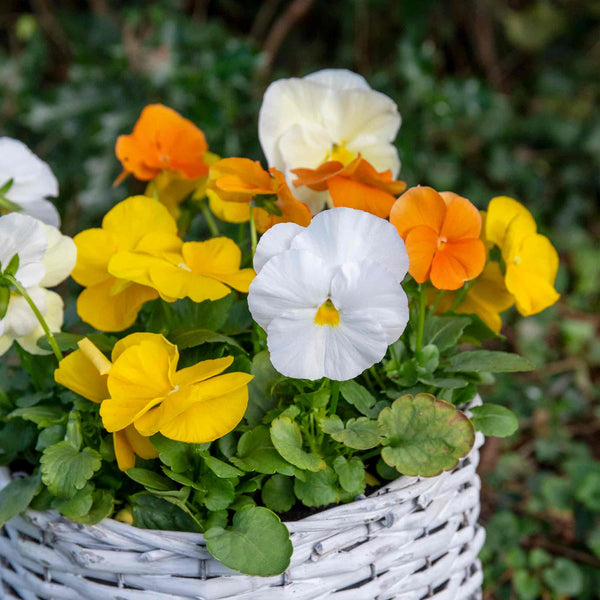 Pansy Plant 'Matrix Citrus and Daffodil Mix'
