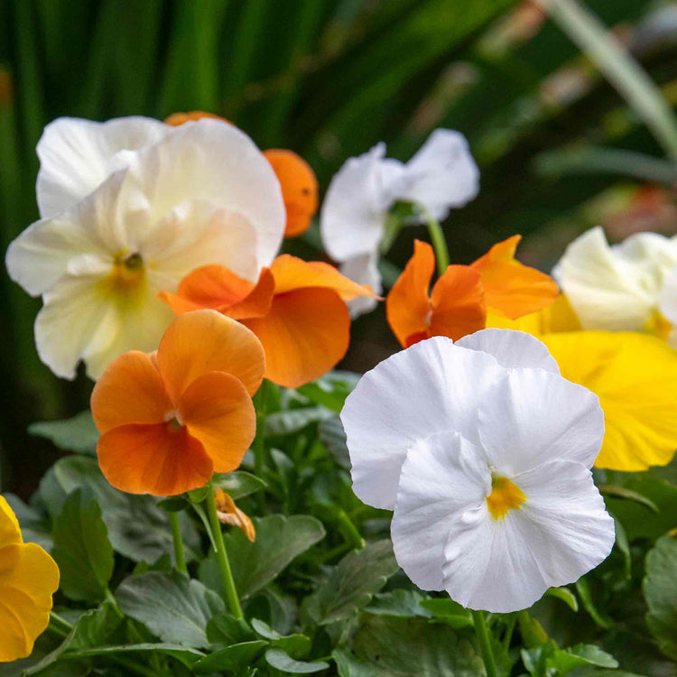 Pansy Plant 'Matrix Citrus and Daffodil Mix'