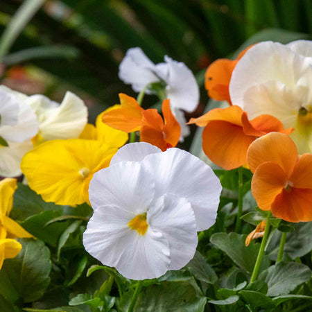 Pansy Plant 'Matrix Citrus and Daffodil Mix'