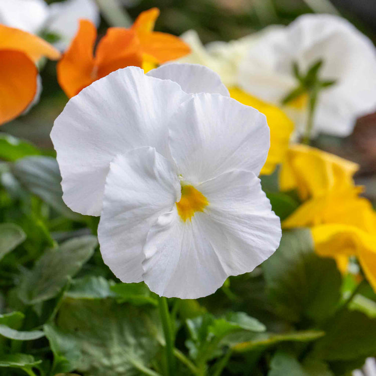 Pansy Plant 'Matrix Citrus and Daffodil Mix'