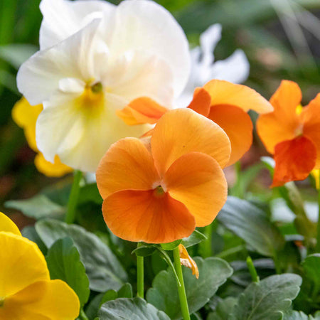 Pansy Plant 'Matrix Citrus and Daffodil Mix'