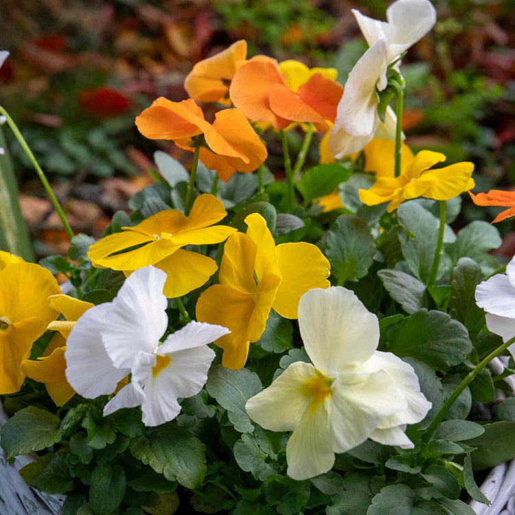 Pansy Plant 'Matrix Citrus and Daffodil Mix'
