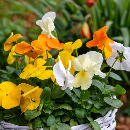 Pansy Plant 'Matrix Citrus and Daffodil Mix'