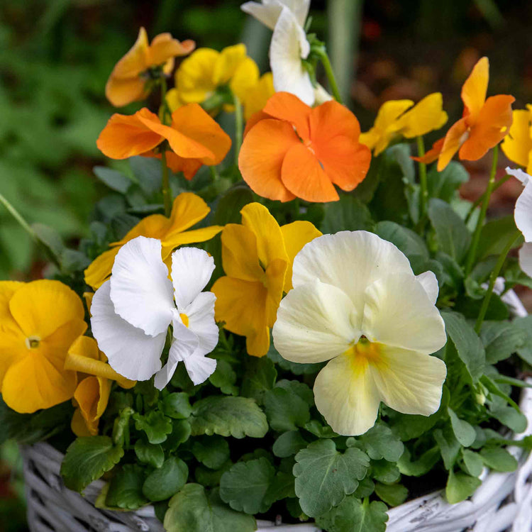 Pansy Plant 'Matrix Citrus and Daffodil Mix'