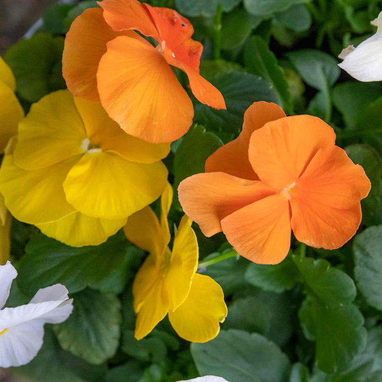 Pansy Plant 'Matrix Citrus and Daffodil Mix'