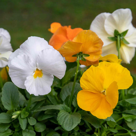 Pansy Plant 'Matrix Citrus and Daffodil Mix'