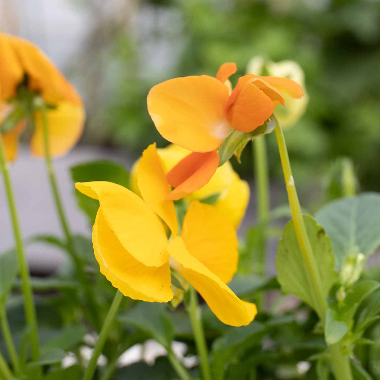 Pansy Plant 'Matrix Citrus and Daffodil Mix'