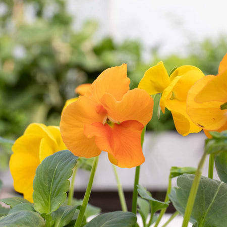 Pansy Plant 'Matrix Citrus and Daffodil Mix'