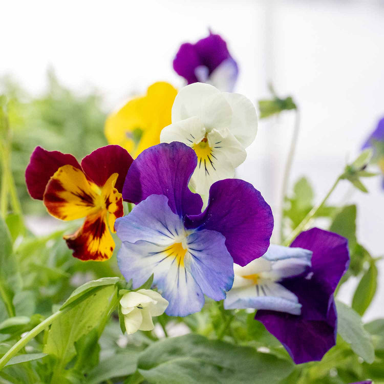 Pansy Plant 'Cool Wave Mix'