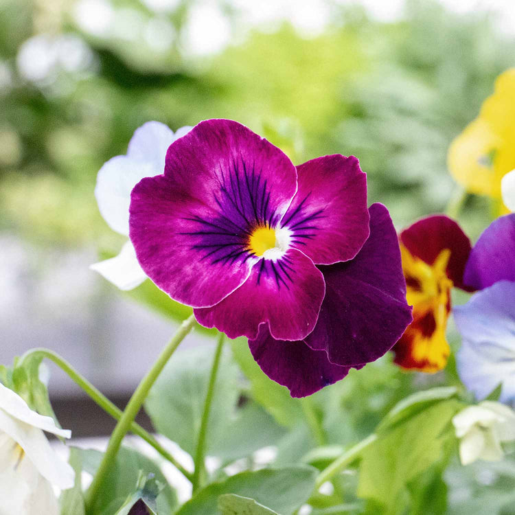 Pansy Plant 'Cool Wave Mix'